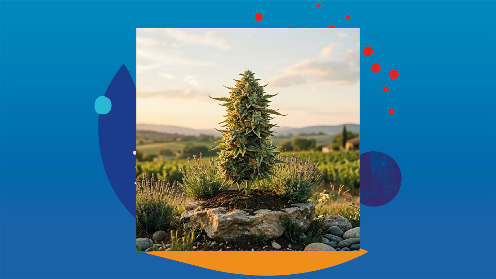 CBD Gratuit